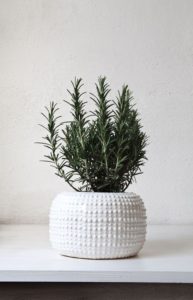 Rosemary- Litsa!